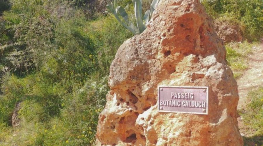 Ruta con niños por la SENDA DEL BOTÁNICO CALDUCH de Vila-real