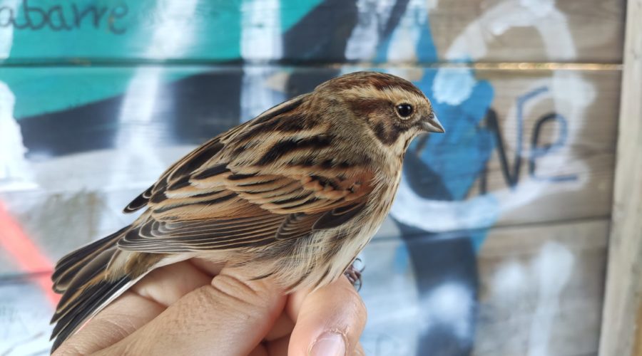 Actividades en familia: Conoce las aves con el ANILLAMIENTO CIENTÍFICO