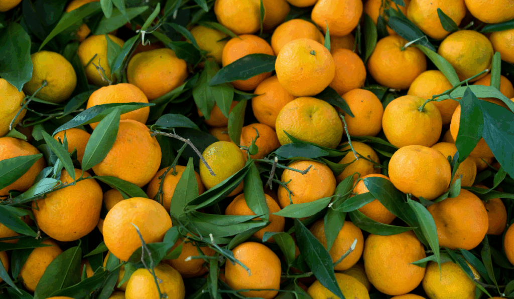 naranjas de castellon